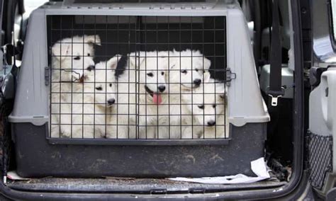 Eurotunnel Clamps Down On Dog Travel Amid Puppy Smuggling Fears Dogs