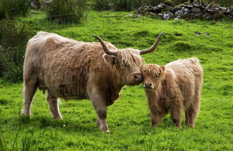 Highland Cattle And Calfhighlands Scotland Stock Photo Dissolve