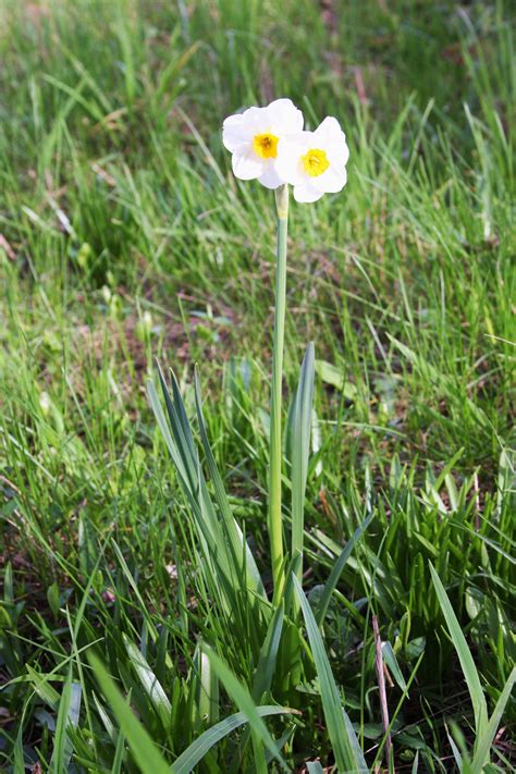 Maybe you would like to learn more about one of these? Narcissus, Vancouver, WA. 03/2013. | Plants, Narcissus ...
