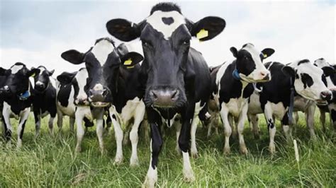 La Importancia Del Descanso En Vacas Lecheras Para Una Mejor