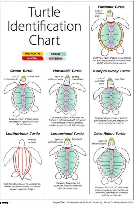 Sea Turtles Identification Chart Turtle Sea Turtle Turtle Facts