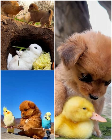 This Video Will Simply Melt Your Heart 🐶🐥💛 Video Recording This Video Will Simply Melt Your