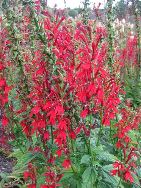 Rotary Botanical Gardens Hort Blog Classic Cardinal Flower