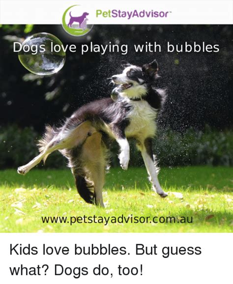 Petstayadvisor Dogs Love Playing With Bubbles Te
