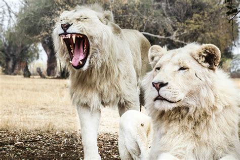 Learn Facts About White Lions - The Very Rare Lion From Timbavati ...