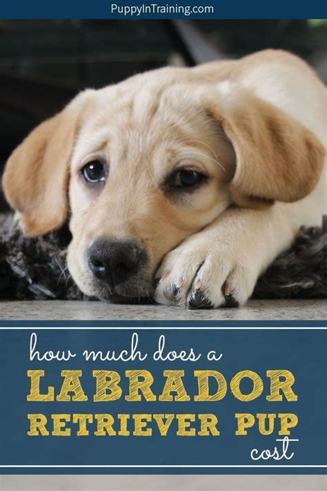 We did not find results for: How much does a Labrador Retriever puppy cost? You're not ...
