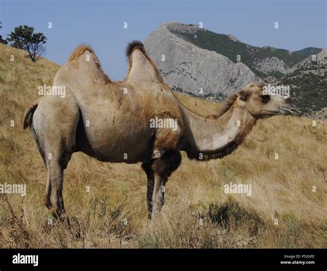 Camello Camelus Bactrianus Mamífero Rumiante Nativo De Zonas Secas
