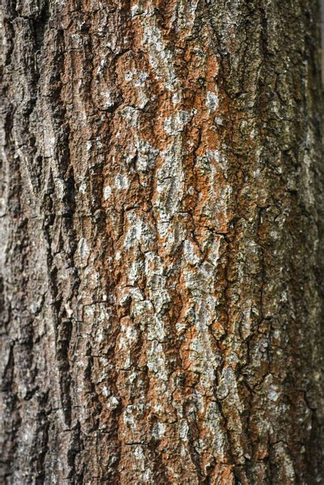 Texture Of Bark On The Tree Forest Landscape Autumn Bark On Th Stock