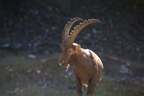 Goat Large Horns Goat
