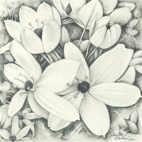 Pencil Drawing Images Of Flowers Rectangle Circle