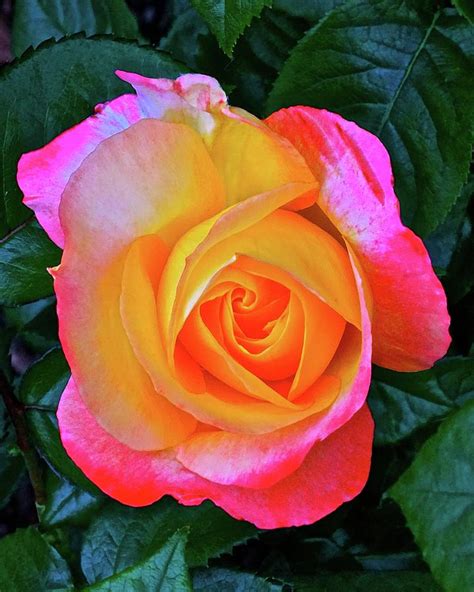 Cotton Candy Rose Photograph By Tim G Ross