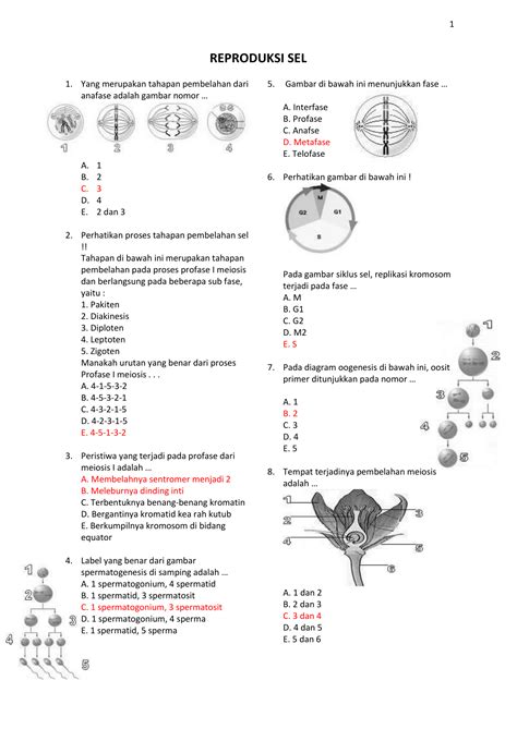 Gambar Meiosis 1 Dan 2 – denah