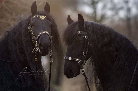 Two Friesians Friesian Horse Black Horses Most Beautiful Horses
