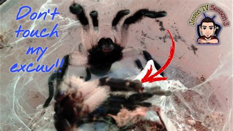 How To Gender A Much Smaller Tarantula 100 Accurate Youtube