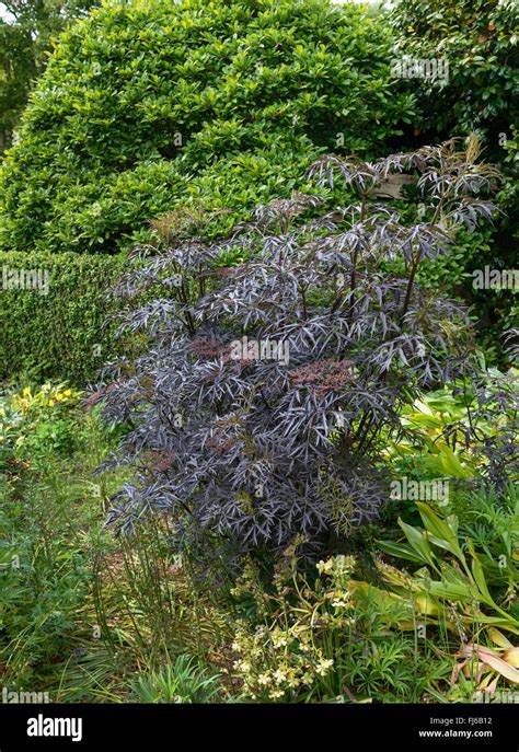 L A N Le Sureau Noir Europ En Commun Ancien Sambucus Nigra Black