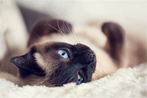 Cat Breeds That Live The Longest Siamese Munchkins And More