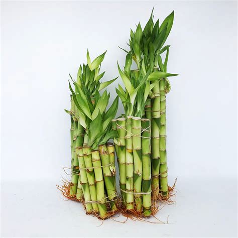 4 Straight Lucky Bamboo Stalks At Bonsai Outlet