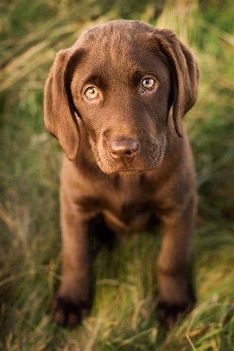 Pin By Beth Sasser Daughtridge On Dogs Chocolate Lab Puppies Puppies