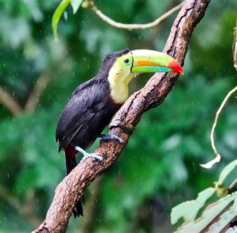 Keel Billed Toucan Pic For Today