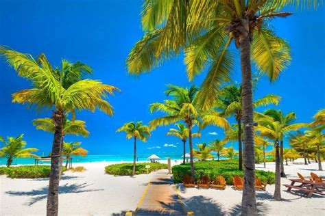 Nature Landscape Tropical Beach Palm Trees Sea