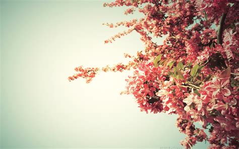 Click the save changes button to keep it on your desktop. flowers, Sky, Pink Wallpapers HD / Desktop and Mobile ...