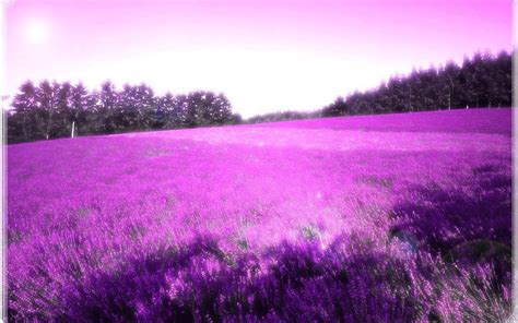 An Endless Field Of Purple Flowers The Sky Is Even Painted Purple