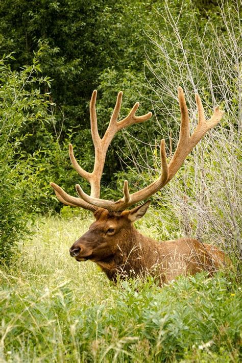 178 Elk Laying Down Stock Photos Free And Royalty Free Stock Photos