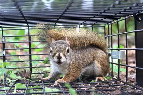 Best And Worst Squirrel Traps