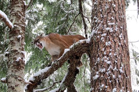 Bc Cougar Mountain Lion Hunts North Vancouver Island Hunting Guides