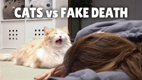 Cats Vs Fake Death Kittisaurus Youtube