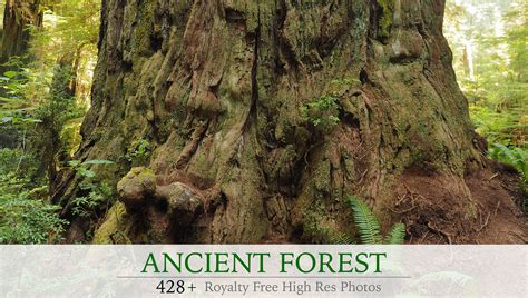 Artstation Ancient Forest Photo Pack Resources