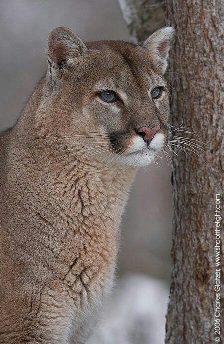 17 Best Images About Cougar Mountain Lion On Pinterest
