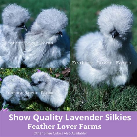 Silkies For Sale