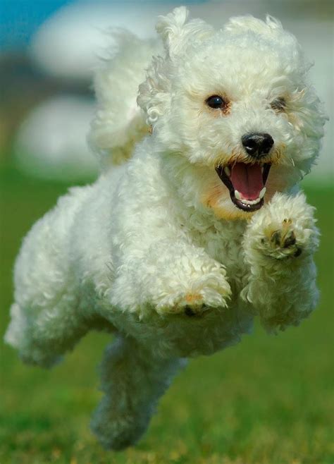 Bichon Frise Dog Breed Information And Images K9
