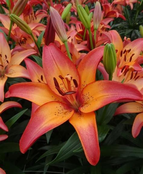 Orange And Red Lilies Are Blooming In The Garden
