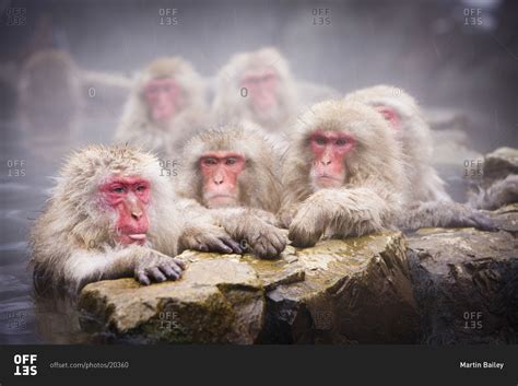 Group Of Japanese Macaques Taking A Hot Bath In Jigokudani Monkey Park