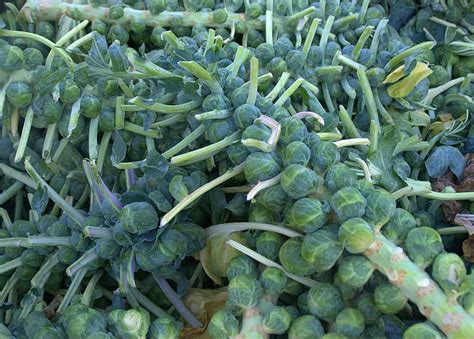 How To Grow Brussel Sprouts Successfully The First Time