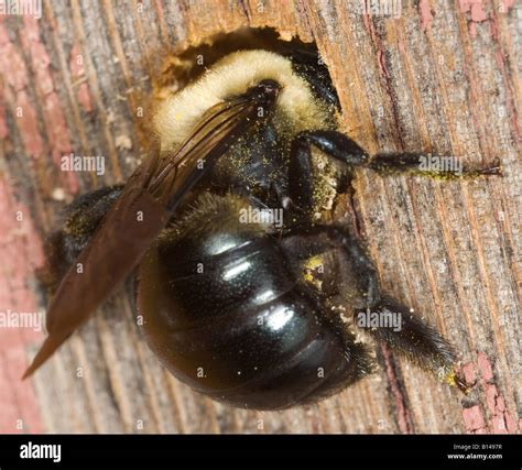 Female Carpenter Bee Xylocopa Virginica Excavating A Nesting Tunnel In