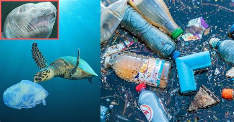 Disturbing Images Of Marine Life Suffering Because Of Plastic Waste Is