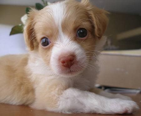 The pomeranian chihuahua mix is a small and spirited dog that draws its lineage from two beloved breeds. Pomchi, Pomeranian and Chihuahua Mix - SpockTheDog.com