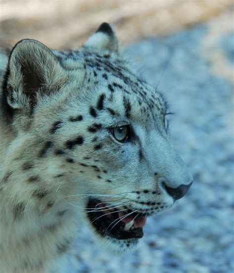 D2a3108 Snow Leopard One Of Marwells Adolescent Snow Flickr