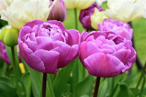 Tulips Purple Peony Photograph By D C Robinsonscience Photo Library