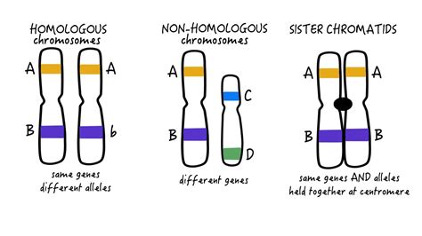 Whats A Homologous Chromosome On Vimeo