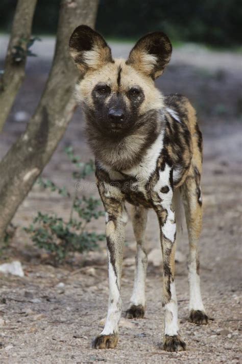 Afrikaanse Wilde Hond Stock Foto Image Of Beeld Afrikaans 28878428