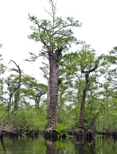 North Carolina Bald Cypresses Are Among The Worlds Oldest