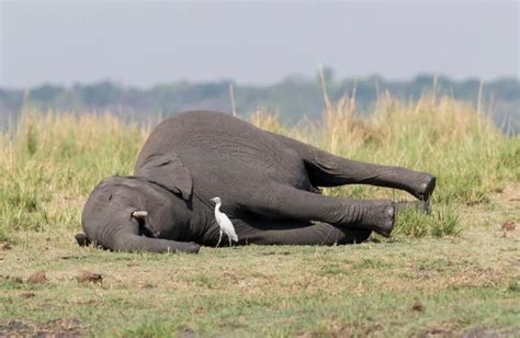 Entre mars et juin éléphants environ sont morts dans des