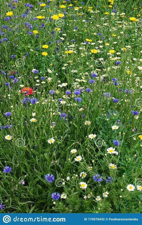 Wild Cornfield Mix Meadow Flowers Native Uk Varieties Stock Photo