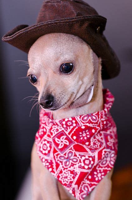 Otisthe Cowboy This Is My Little Dog Hes On Pinterest