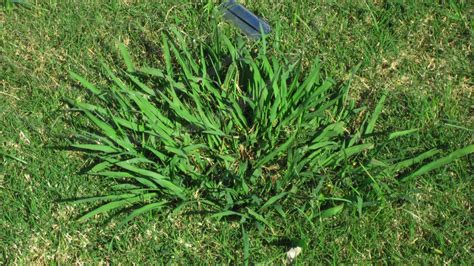 Turfgrass Weed Management