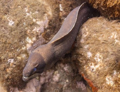 Did You Know Incredible Moray Eel Facts